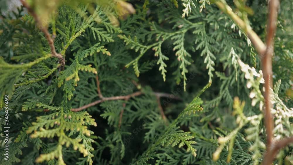 Thuja tree close-up. Thuja branches close-up. Video tree Thuja tree close-up. Thuja branches close-up. Video tree