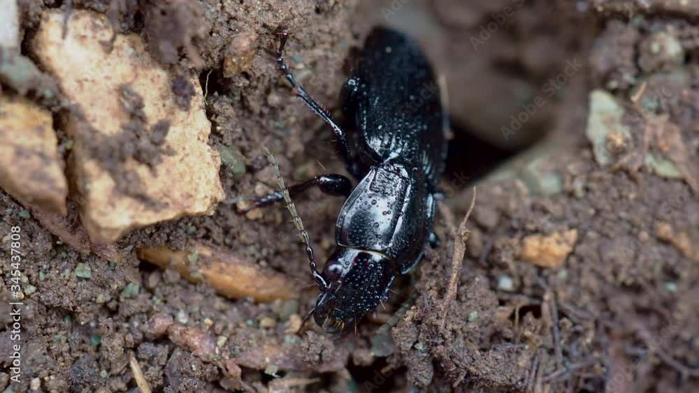 A ground beetle with water droplets and moving antenna. A ground beetle with water droplets and moving antenna.