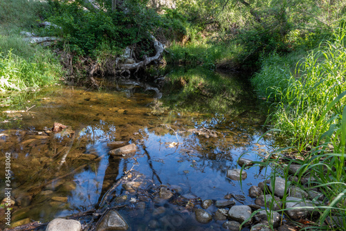 Flowing creek slows at this calm pond water reflecting surounding trees on surface in California valleys in Spring.
