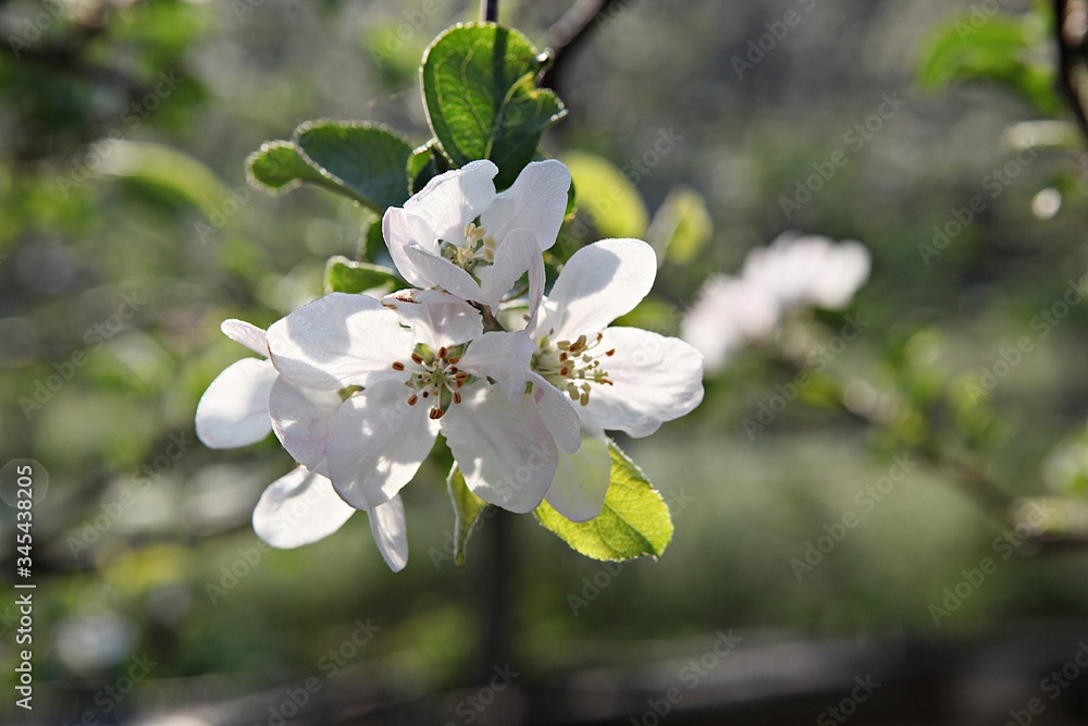 Obraz premium 한국경북 영일군 과수원 의 사과꽃 입니다