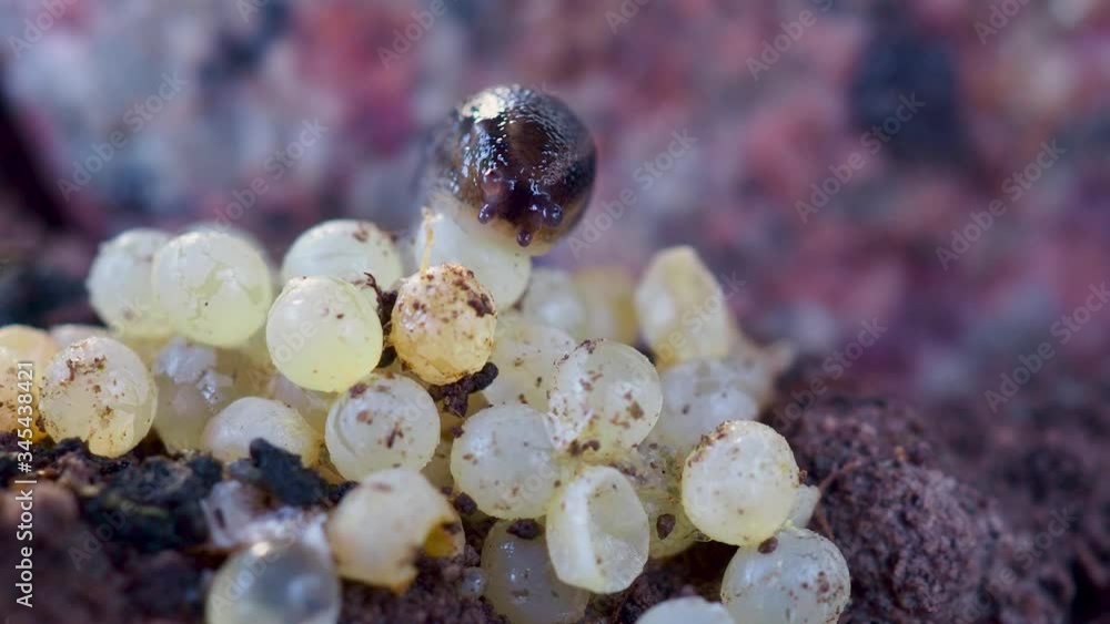 A slug on top of eggs in early spring. A slug on top of eggs in early spring.
