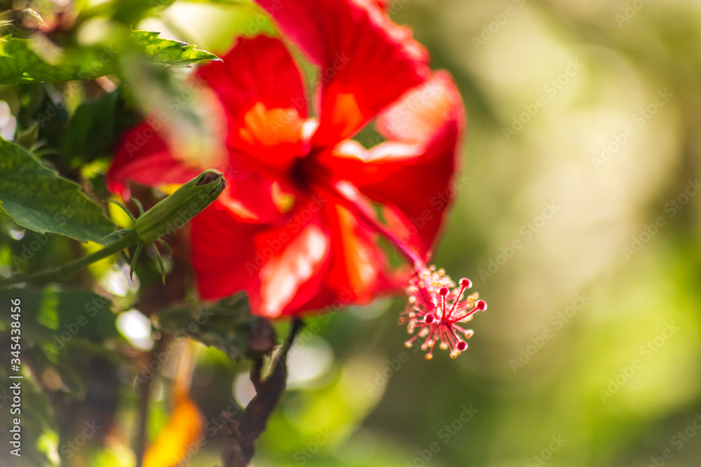 Obraz premium verano