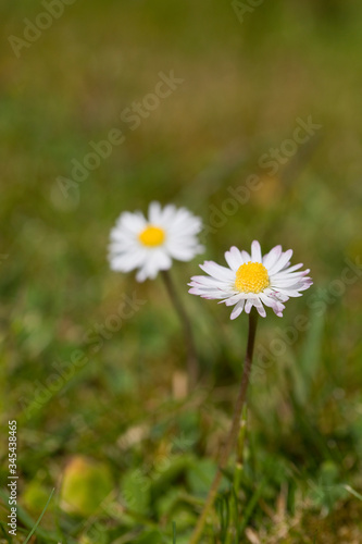 Daisies in flower on a lawn  English garden  UK