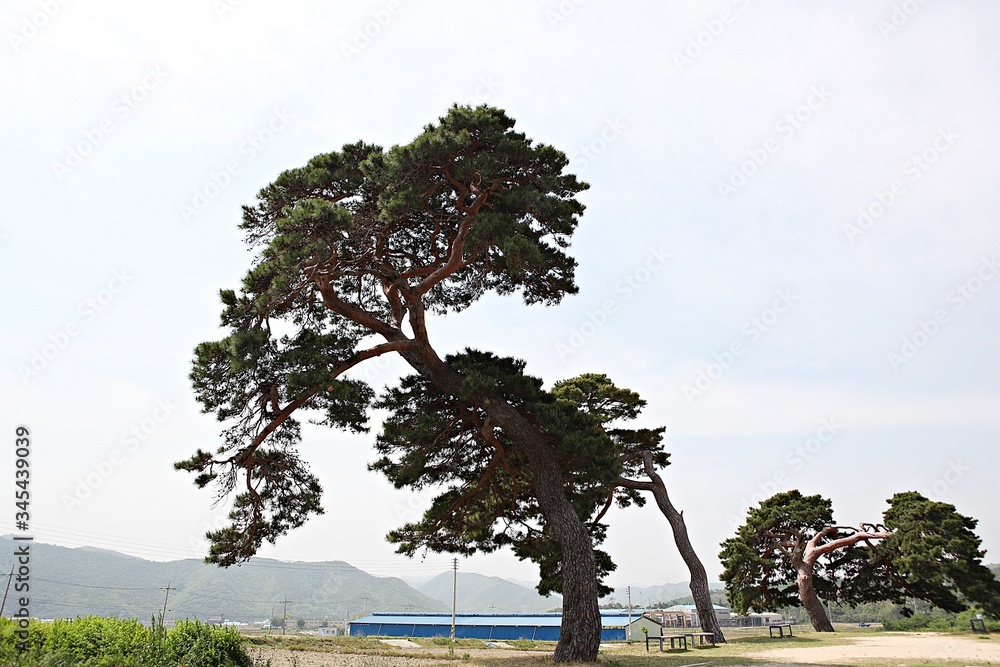 Fototapeta premium 한국경북 영일군 과수원 의 사과꽃 입니다