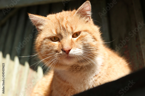Fototapeta Naklejka Na Ścianę i Meble -  Beautiful ginger stray cat outdoors on sunny day, closeup