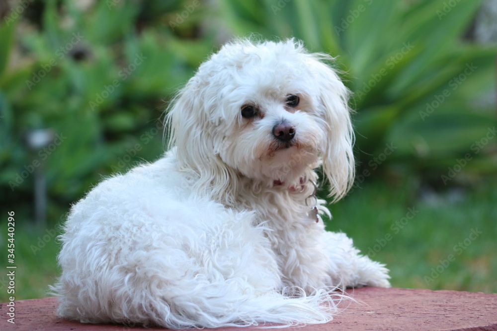 Perro Perro