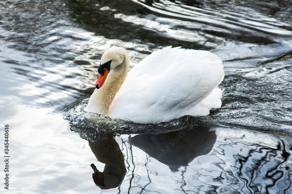 A beautiful white swan glides through the water at the Wyckoff