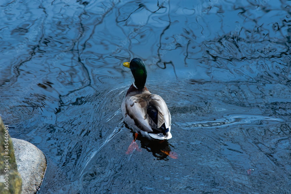 The odd duck at the Wyckoff Environmental center peacefully swimming