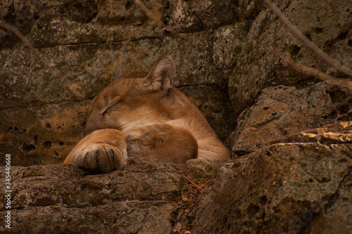 A Mountain Lion the Bergen County Zoo taking a nap. (Paramus, New Jersey) photo