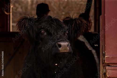 A cow at the Bergen County Zoo is lost in its thoughts while looking up at the clouds. (Paramus, New Jersey)