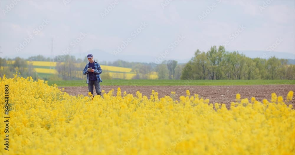 Farmer Checking Crops of Rapeseed Field with Digital Tablet Against Beautiful Yellow Rapeseed field. Farmer Checking Crops of Rapeseed Field with Digital Tablet Against Beautiful Yellow Rapeseed field.