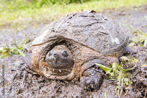 Common snapping turtle - Chelydra serpentina photo