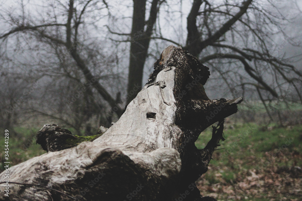 Obraz premium dead tree stump