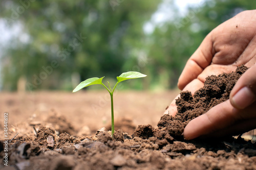 Close-up of a human hand holding a seedling including planting seedlings, Earth Day concept, global warming reduction campaign and managing ecological balance.