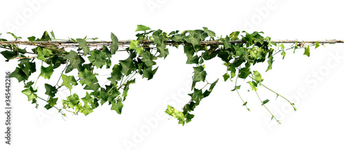 ivy plant on wire electric isolate on white background