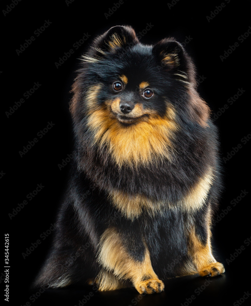 Small German Spitz, black little fluffy dog on a black background