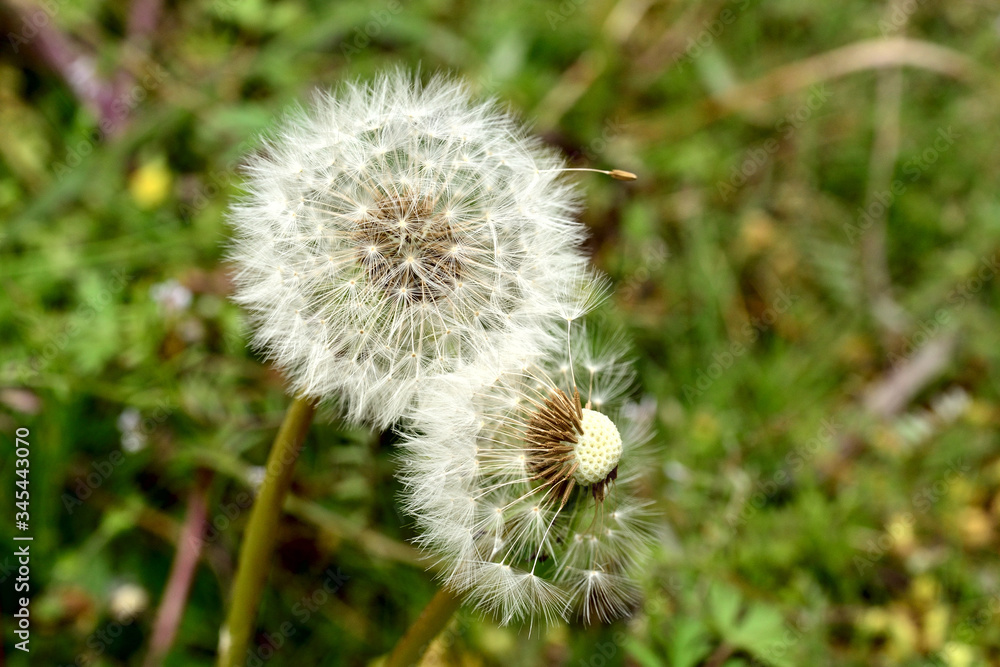 Fototapeta premium タンポポ