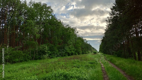 sunset in the forest