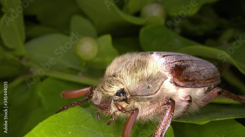 macro shot of the side of a female cockchafer resting in an oak tree. photo