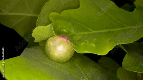 A gall on a young oak leaf betrays the presence of a gall wasp. Close up shot. photo