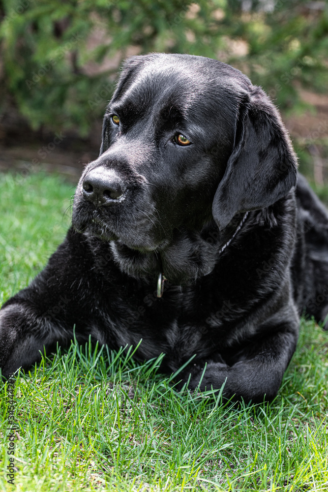 Black Labrador Retriever Black Labrador Retriever