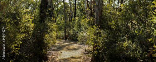 panorama of a winding dirt gravel path on a hiking trail through native Australian bushland in the Grampians National Park  rural Victoria