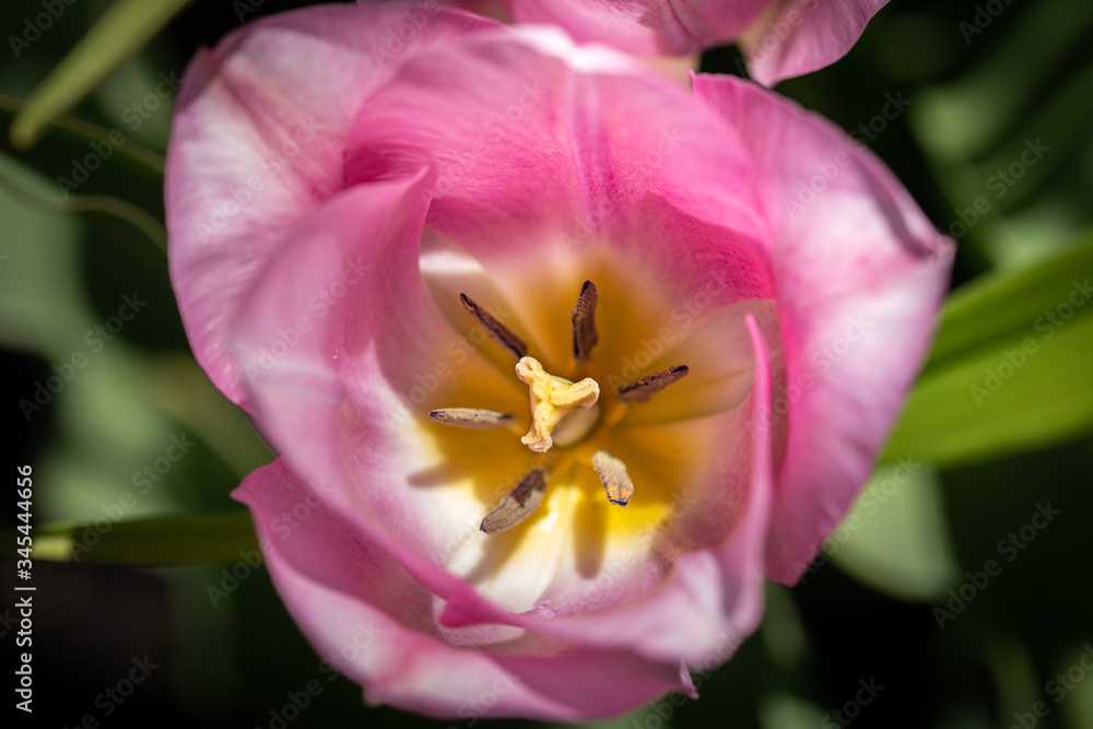 close up of pink tulip close up of pink tulip