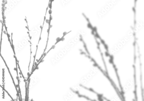 Summer background of shadows of willow branches on a white wall. White and black for superimposing a photo or mockup