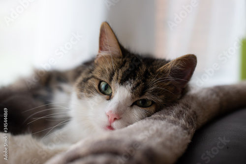 Portrait of a resting cat
