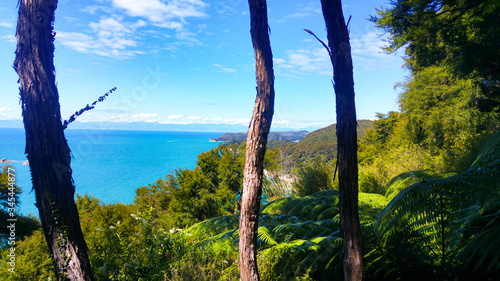 3 Trees overlooking the ocean