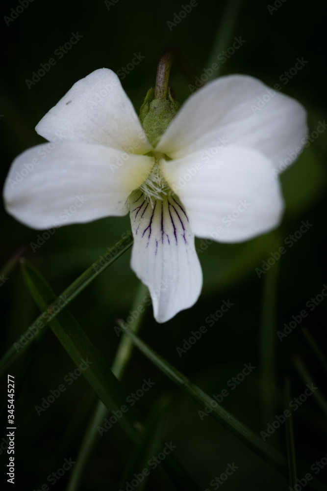 lily of the valley in spring lily of the valley in spring
