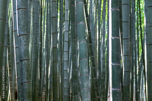 Arashiyama Bamboo Forest stems - Kyoto Japan
