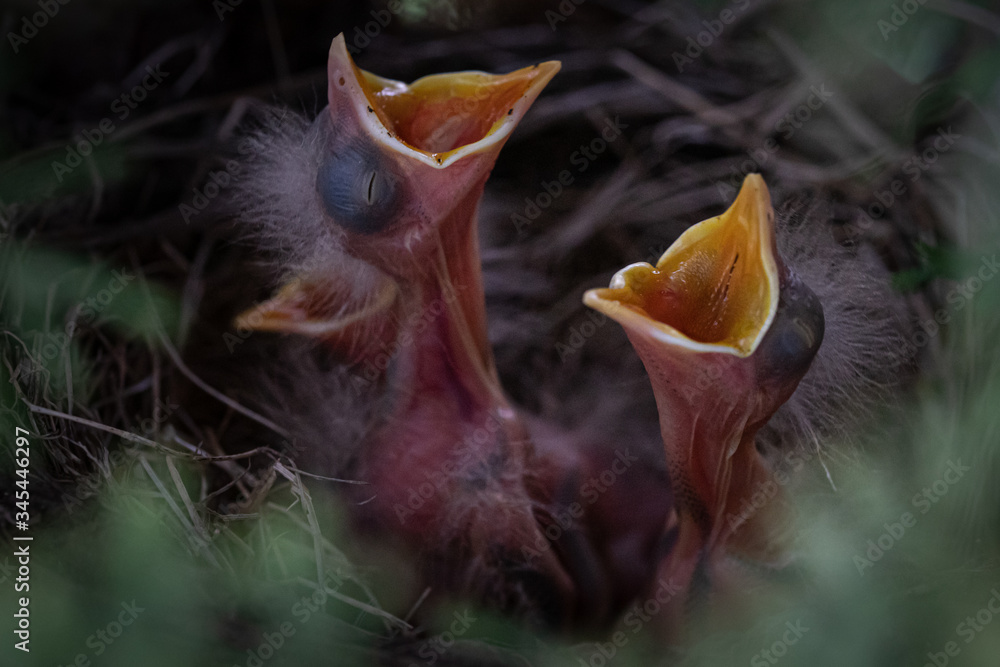 baby robins with open mouths baby robins with open mouths