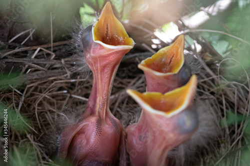 baby robins with open mouths © AGrandemange