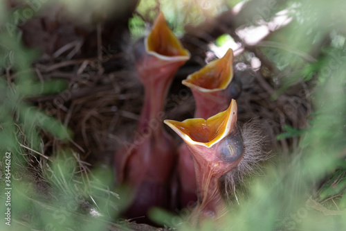 baby robins with open mouths