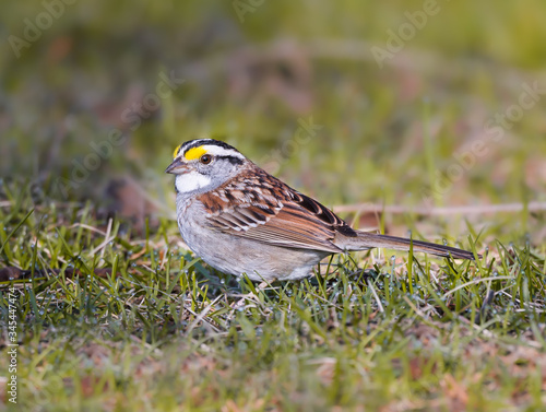 White-throated Sparrow Foraging on the Ground in Spring photo