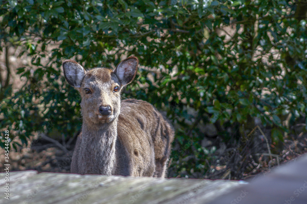 Deer doe - Nara Park Japan