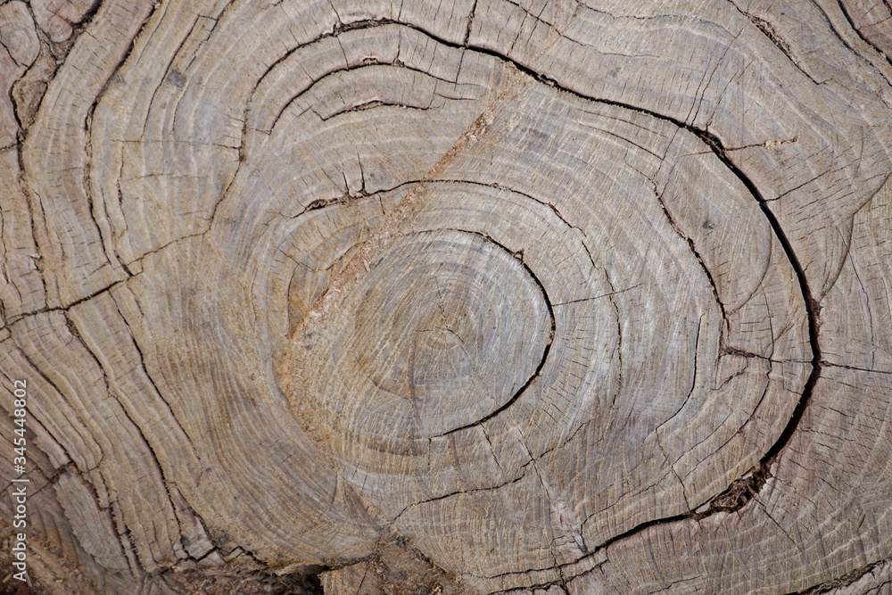 Naklejka premium natural calm neutral background with annual rings on a tree cut, old poplar, trunk 