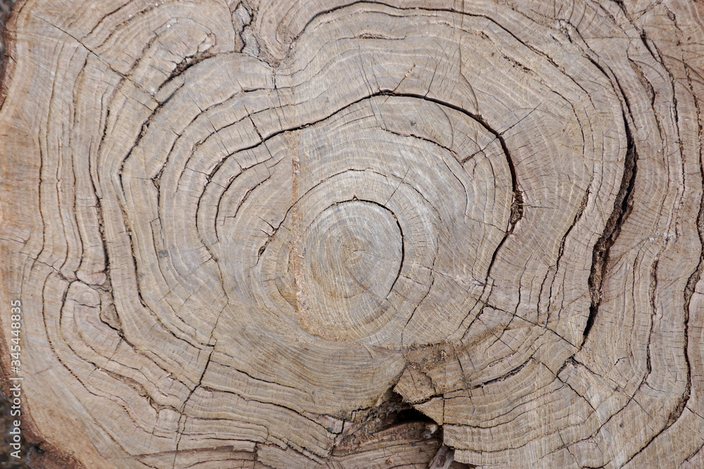Fototapeta premium natural calm neutral background with annual rings on a tree cut, old poplar, trunk 