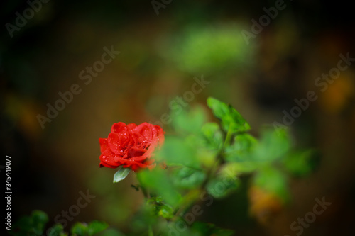 red rose in the garden nature beauty of love