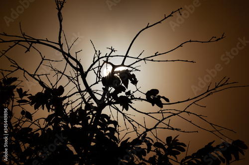 Silhouette of a tree in the moonlight