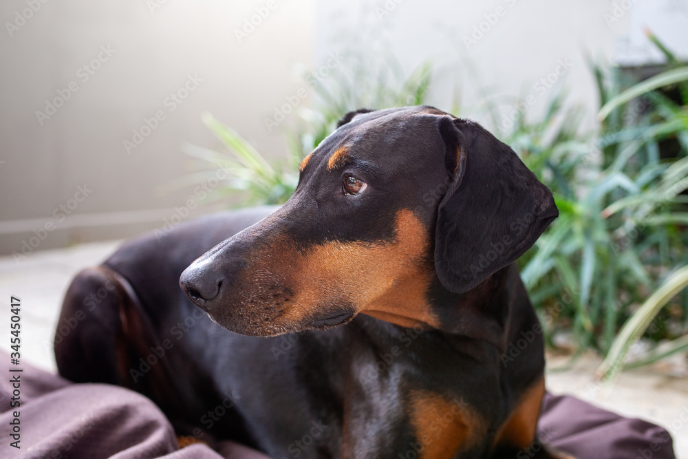 Black and tan doberman dog lying down in garden, looking to side showing profile of face