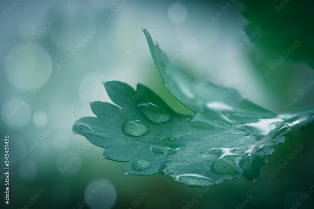 Φωτογραφία The dark green background of water droplets on the leaves is blurred, soft, and with glittering bokeh