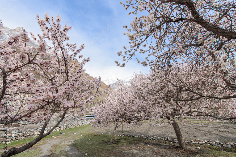 Apricot blossom tree in spring season at northern of Pakistan Apricot blossom tree in spring season at northern of Pakistan