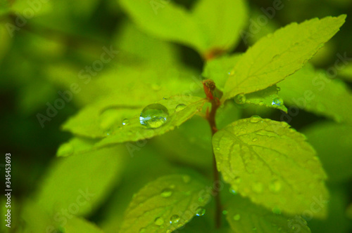 green leaf with water drops