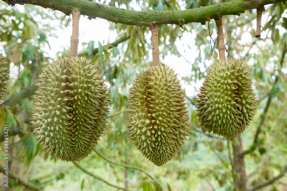 Good quality organic durian hanging on an local farm farm in Thailand. It is the king of famous fruit and has a great flavor with crispy deliciousness. Large and hard-thorned fruit. Good quality organic durian hanging on an local farm farm in Thailand. It is the king of famous fruit and has a great flavor with crispy deliciousness. Large and hard-thorned fruit.