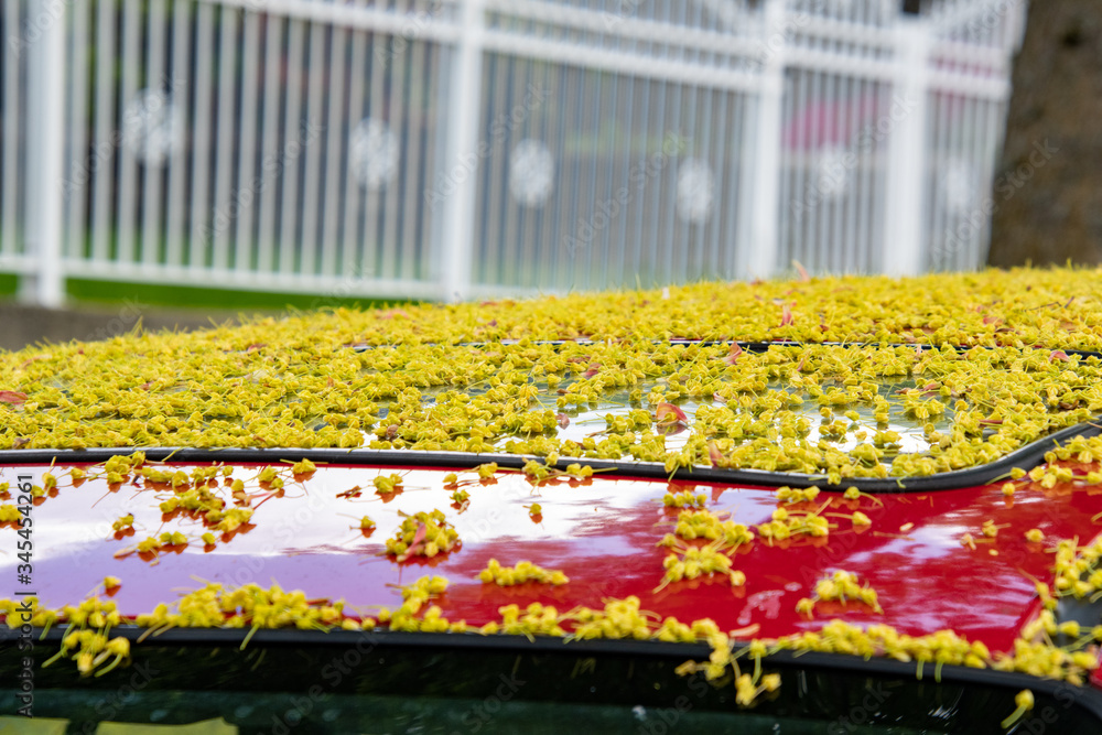 Obraz premium The roof of a car covered in fallen maple flowers. Vancouver BC Canada 