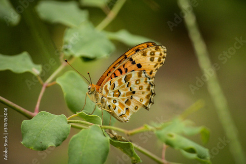 butterfly on leaf © Jmt