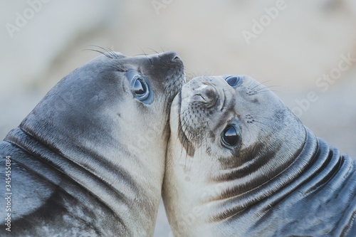 Tableau sur toile Elephant Seal, Seal, cute, Animal, Wildlife, Mirounga Leonina, Patagonia, Mammal