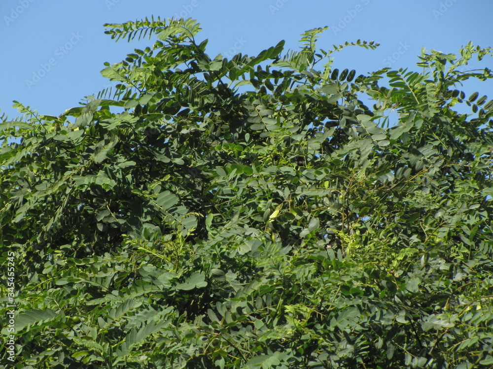 Green leaves background in the sun and blue sky. The top of a tree exposes its organic and natural texture to sunlight.
